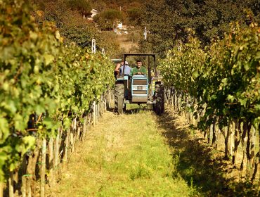 Wine Tours Cortona - Cortonaweb